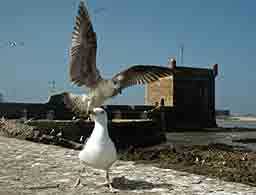 Essaouira morocco tour